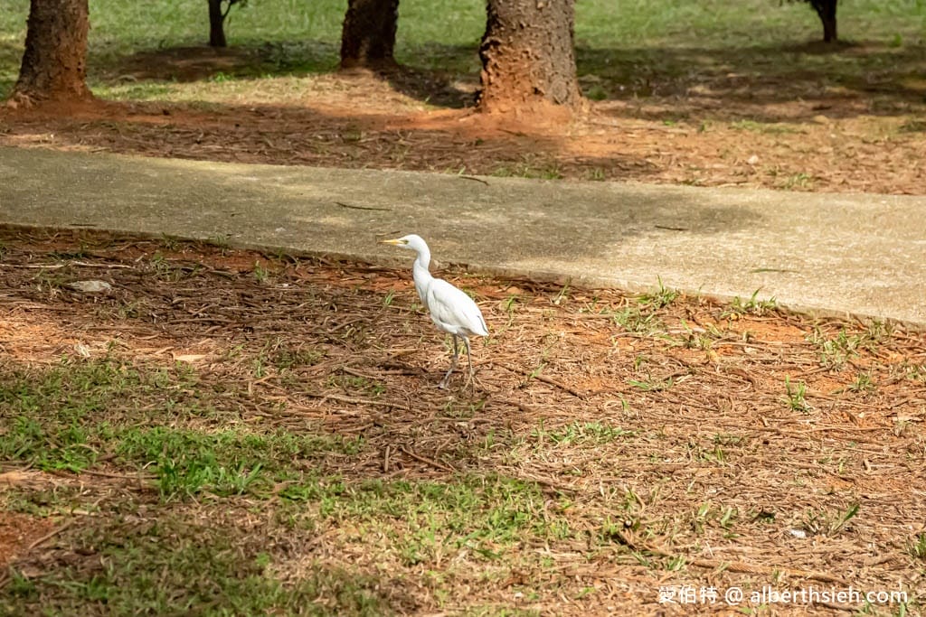 桃園中壢過嶺森林公園(落羽松、楓樹、山櫻花,充滿綠意平坦好走!) - 第12張圖 桃園中壢過嶺森林公園(落羽松、楓樹、山櫻花,充滿綠意平坦好走!)