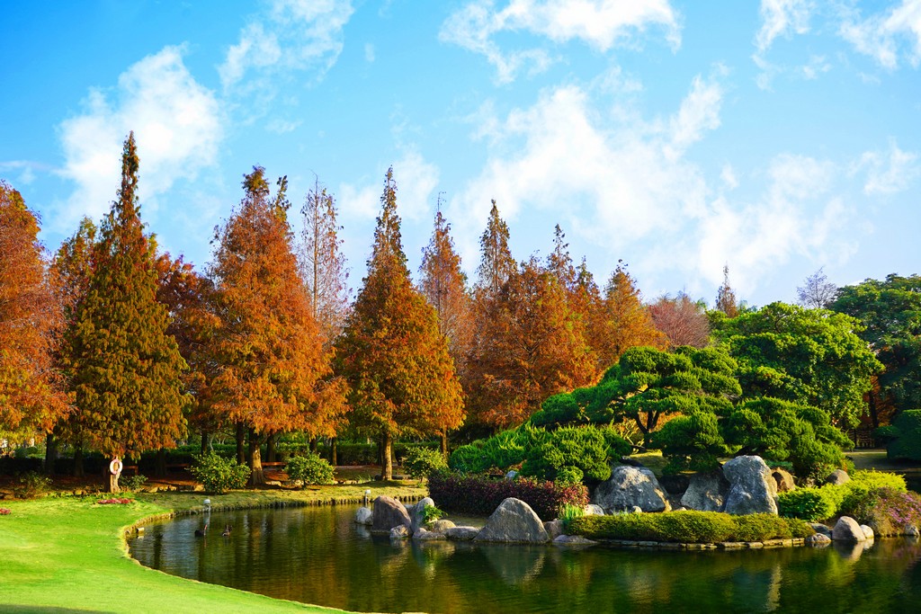 2025【全台落羽松景點】推薦8個秘境秋冬賞dcard/ptt @愛伯特