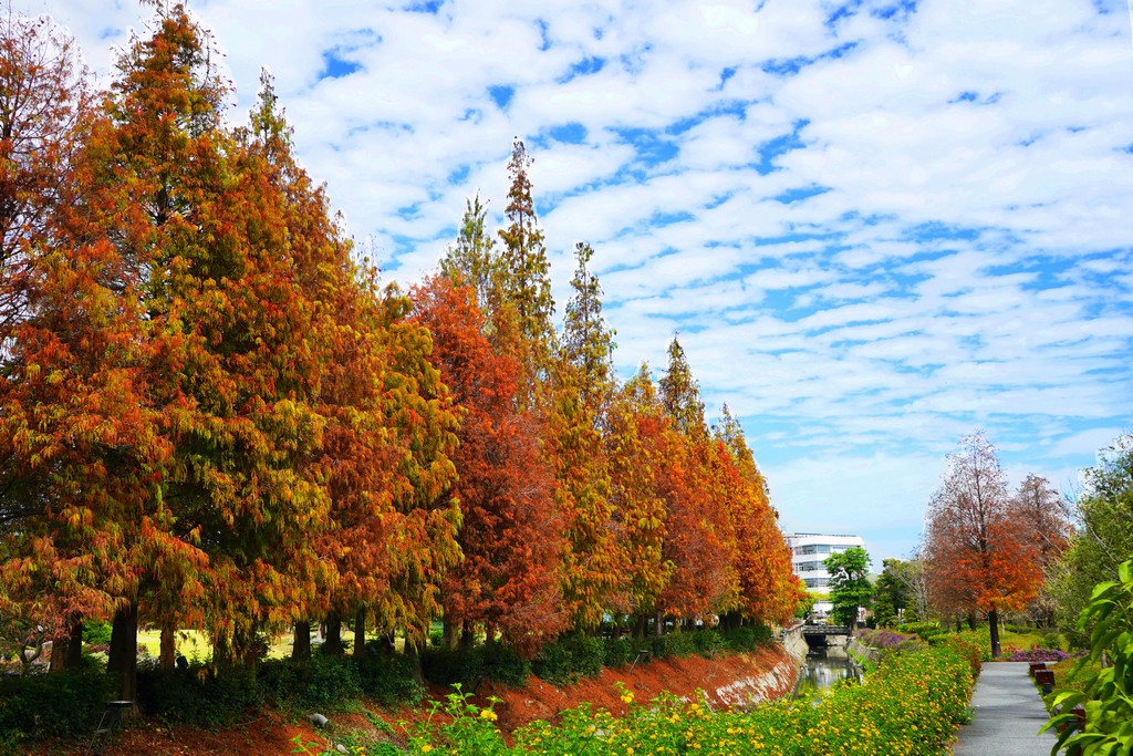 2025【全台落羽松景點】推薦8個秘境秋冬賞dcard/ptt @愛伯特