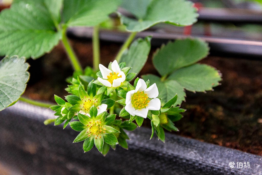 桃園大溪採草莓推薦|秋田農場,溫室高架種植,日系紅顏、白草莓 @愛伯特