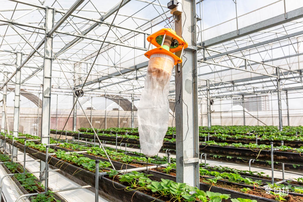 桃園大溪採草莓推薦|秋田農場,溫室高架種植,日系紅顏、白草莓 @愛伯特
