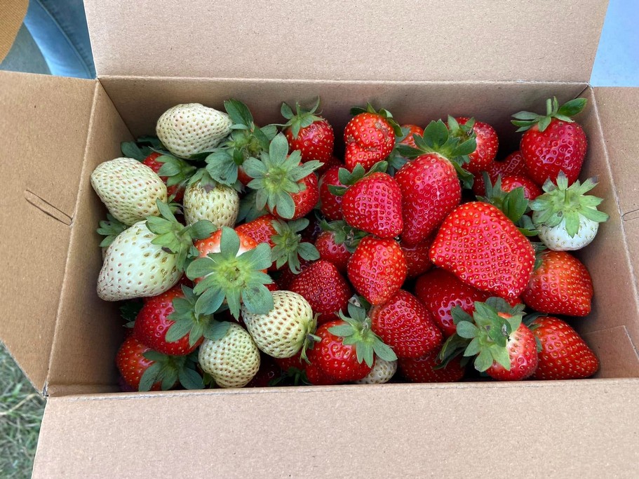 桃園採草莓親子一日遊|草本誠食草莓X落雨松秘境,順遊漁港藻礁 @愛伯特