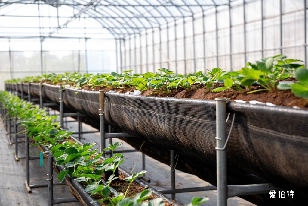 桃園採草莓親子一日遊｜草本誠食草莓X落雨松秘境，順遊漁港藻礁 @愛伯特