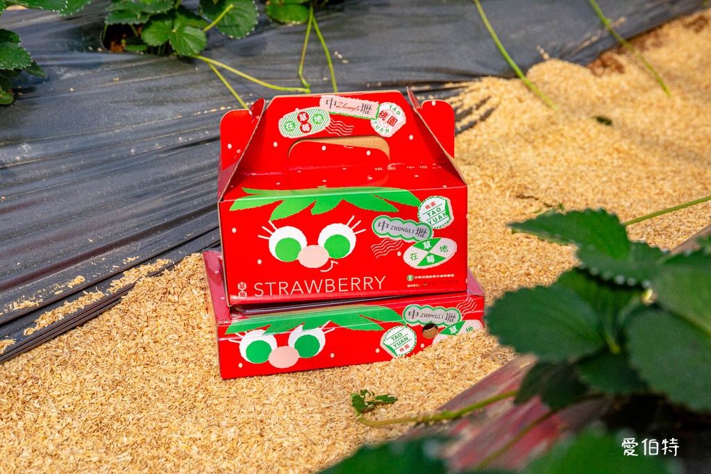 桃園採草莓親子一日遊|草本誠食草莓X落雨松秘境,順遊漁港藻礁 @愛伯特