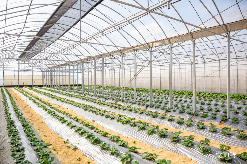 桃園採草莓親子一日遊|草本誠食草莓X落雨松秘境,順遊漁港藻礁 @愛伯特