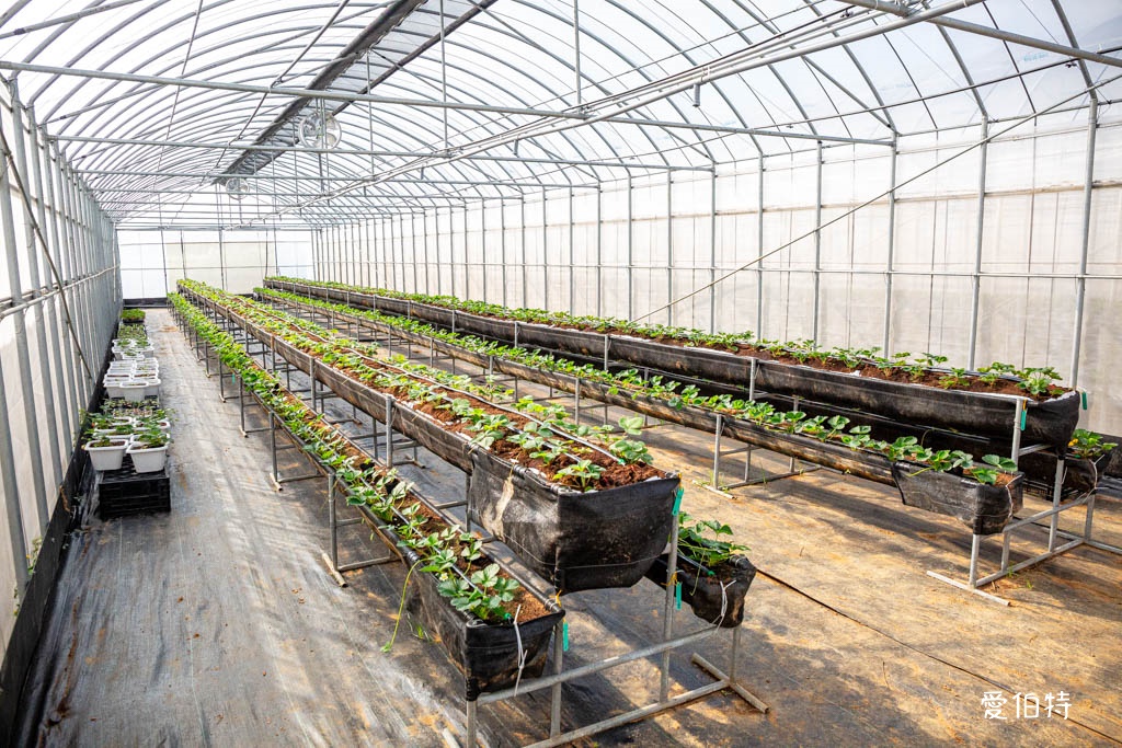 桃園採草莓親子一日遊|草本誠食草莓X落雨松秘境,順遊漁港藻礁 @愛伯特