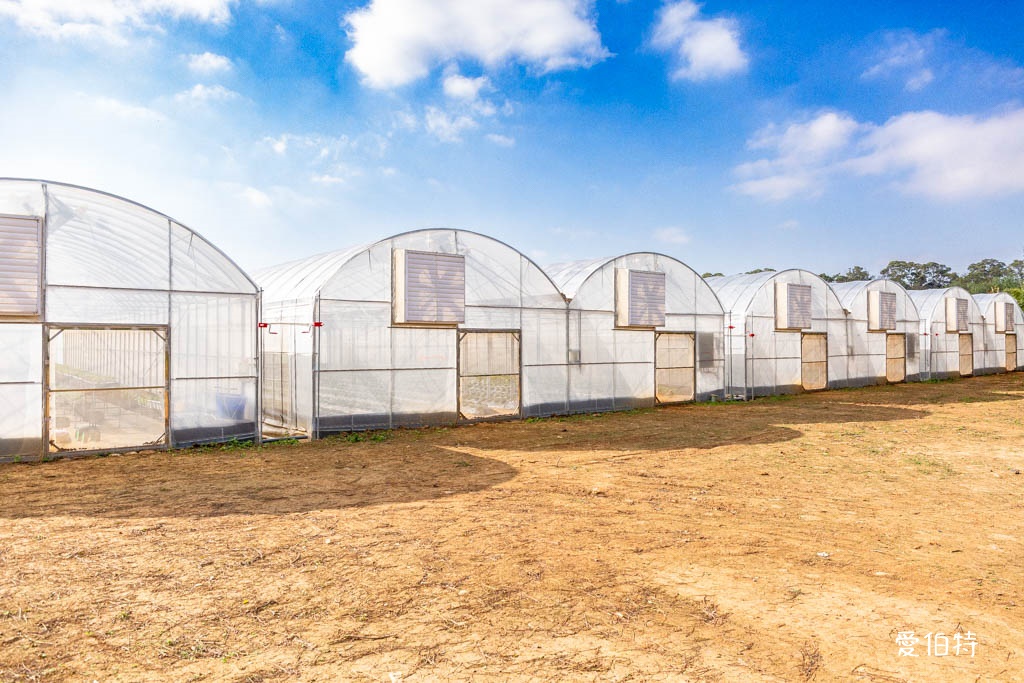 桃園採草莓親子一日遊|草本誠食草莓X落雨松秘境,順遊漁港藻礁 @愛伯特
