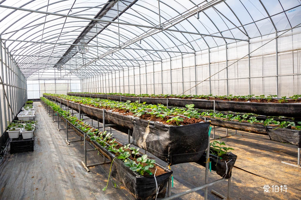 桃園採草莓親子一日遊|草本誠食草莓X落雨松秘境,順遊漁港藻礁 @愛伯特