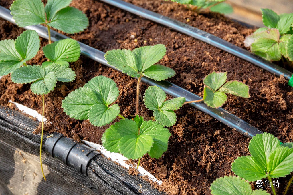 桃園採草莓親子一日遊|草本誠食草莓X落雨松秘境,順遊漁港藻礁 @愛伯特