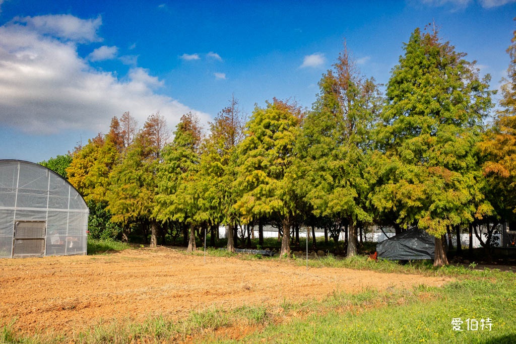 桃園採草莓親子一日遊|草本誠食草莓X落雨松秘境,順遊漁港藻礁 @愛伯特