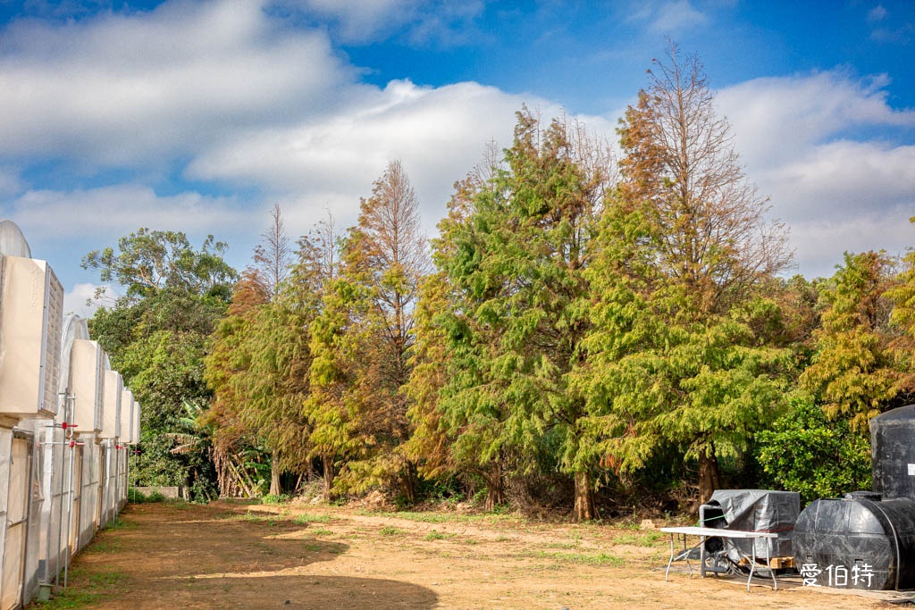 桃園採草莓親子一日遊|草本誠食草莓X落雨松秘境,順遊漁港藻礁 @愛伯特