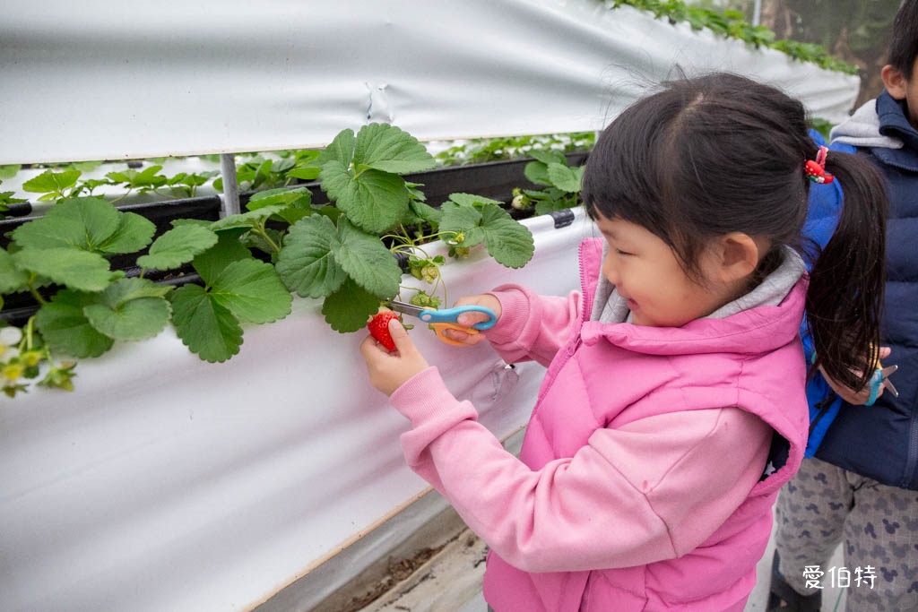 不用跑外縣市！中壢央大旁5家隱藏版採草莓園與美食一日遊攻略 @愛伯特