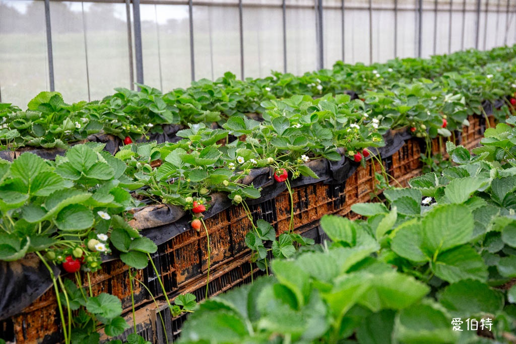 不用跑外縣市！中壢央大旁5家隱藏版採草莓園與美食一日遊攻略 @愛伯特