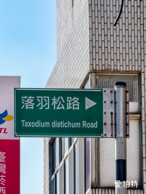 桃園大溪落羽松大道怎麼去？綿延一公里300棵，免門票交通攻略 @愛伯特