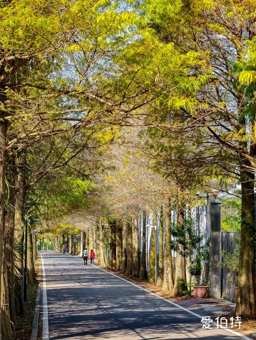 桃園大溪落羽松大道怎麼去？綿延一公里300棵，免門票交通攻略 @愛伯特
