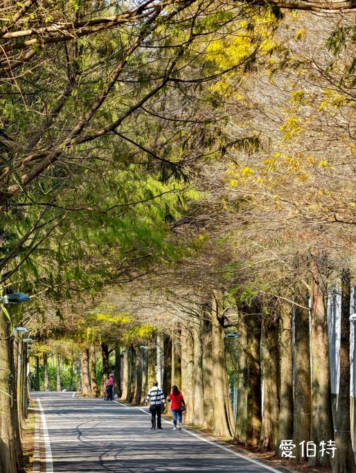 不用煩惱怎麼玩！大溪龍潭賞楓葉，落羽松吃活魚一日遊懶人包 @愛伯特