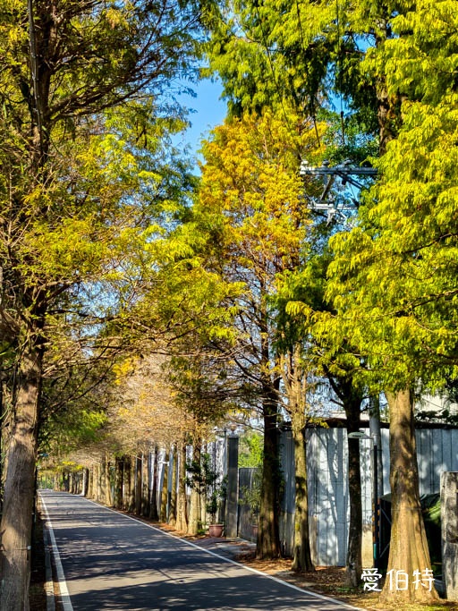 桃園大溪落羽松大道怎麼去？綿延一公里300棵，免門票交通攻略 @愛伯特