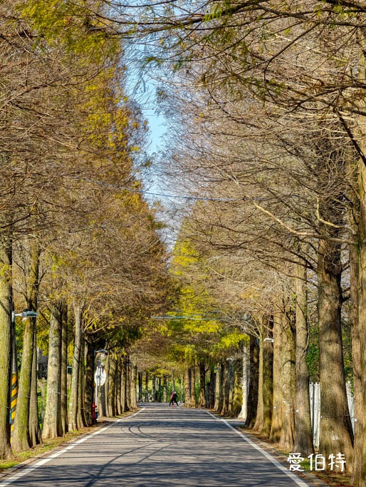桃園大溪落羽松大道怎麼去？綿延一公里300棵，免門票交通攻略 @愛伯特