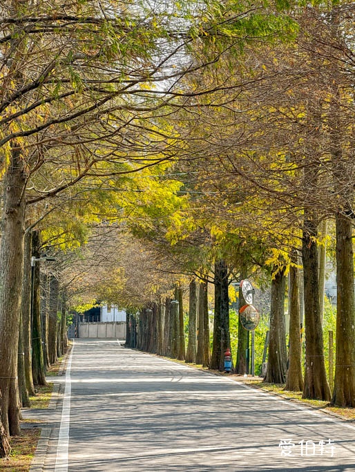 桃園大溪落羽松大道怎麼去？綿延一公里300棵，免門票交通攻略 @愛伯特