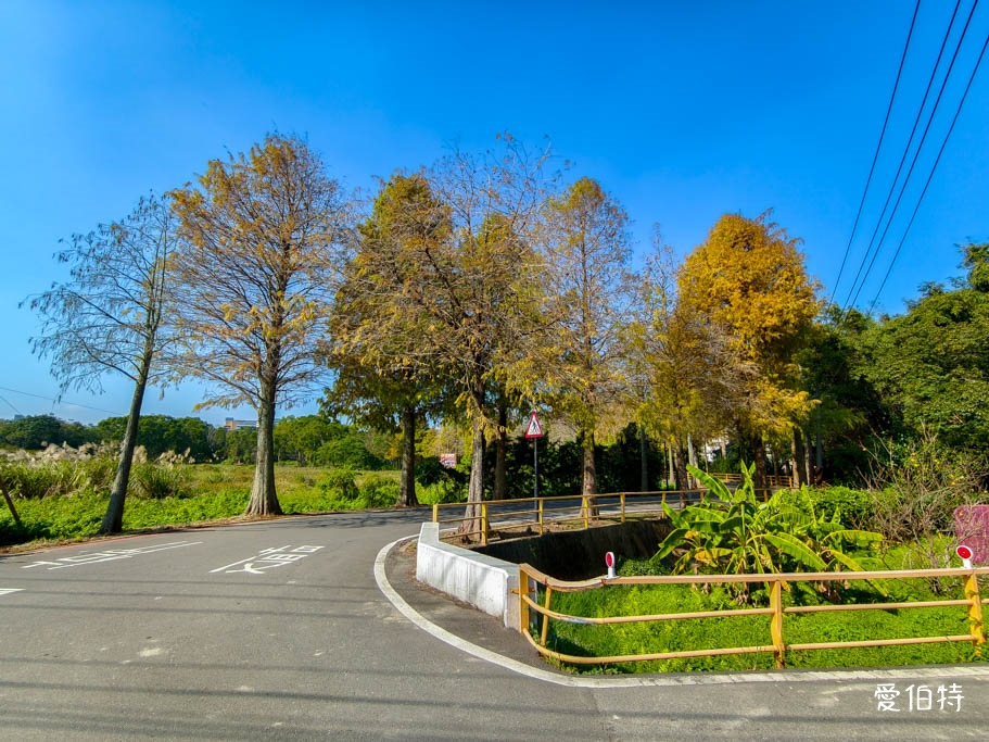 桃園大溪落羽松大道怎麼去？綿延一公里300棵，免門票交通攻略 @愛伯特