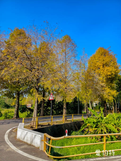 桃園大溪落羽松大道怎麼去？綿延一公里300棵，免門票交通攻略 @愛伯特