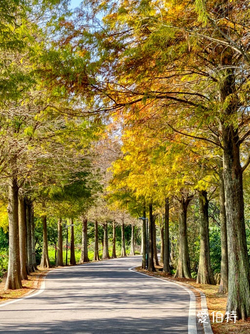 不用煩惱怎麼玩！大溪龍潭賞楓葉，落羽松吃活魚一日遊懶人包 @愛伯特