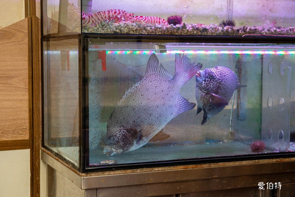 桃園本壽司無菜單料理|最鮮19道料理飽到天靈蓋,生魚片鮮甜爆表 @愛伯特