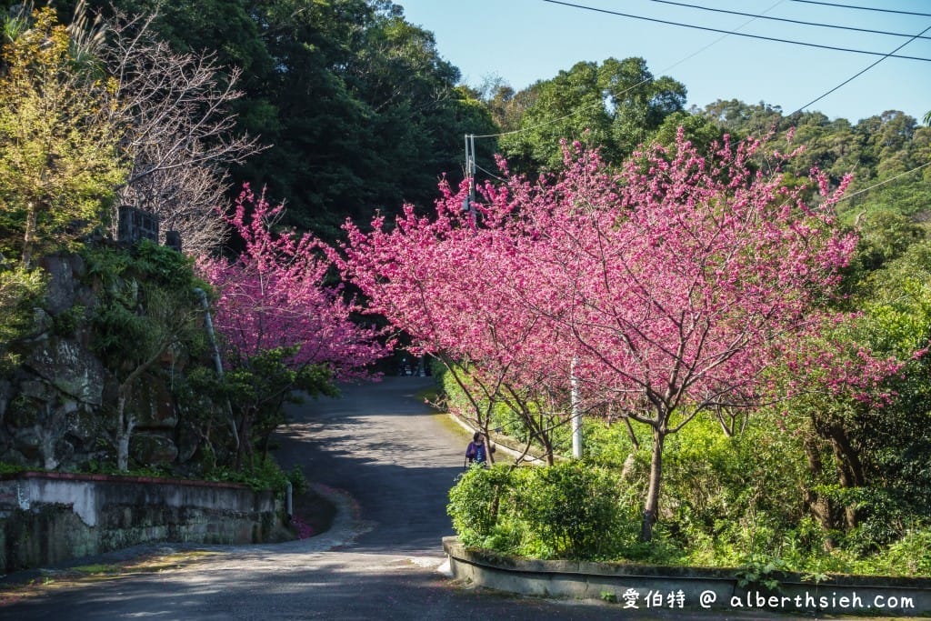 桃園龜山元德寶宮櫻花｜八重櫻盛開超美，居高臨下風景優美