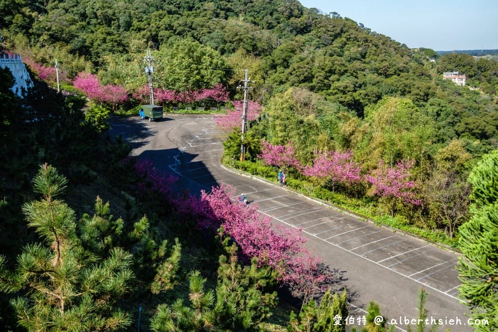 桃園龜山元德寶宮櫻花｜八重櫻盛開超美，居高臨下風景優美