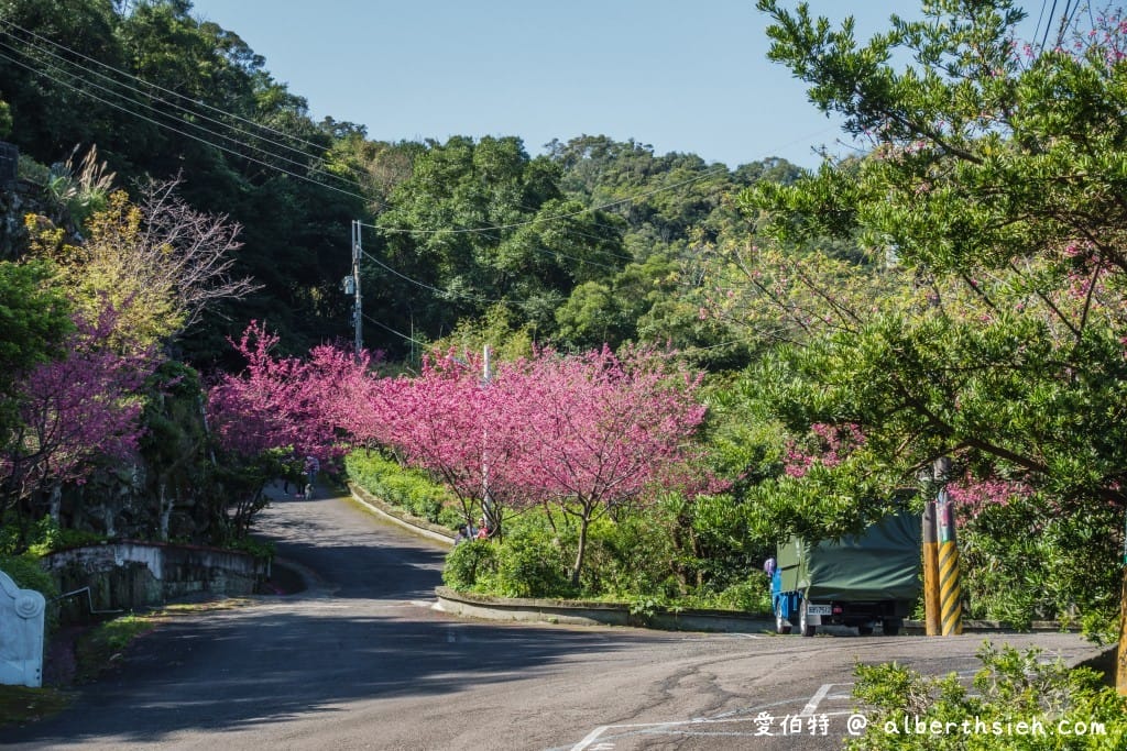 桃園龜山元德寶宮櫻花｜八重櫻盛開超美，居高臨下風景優美