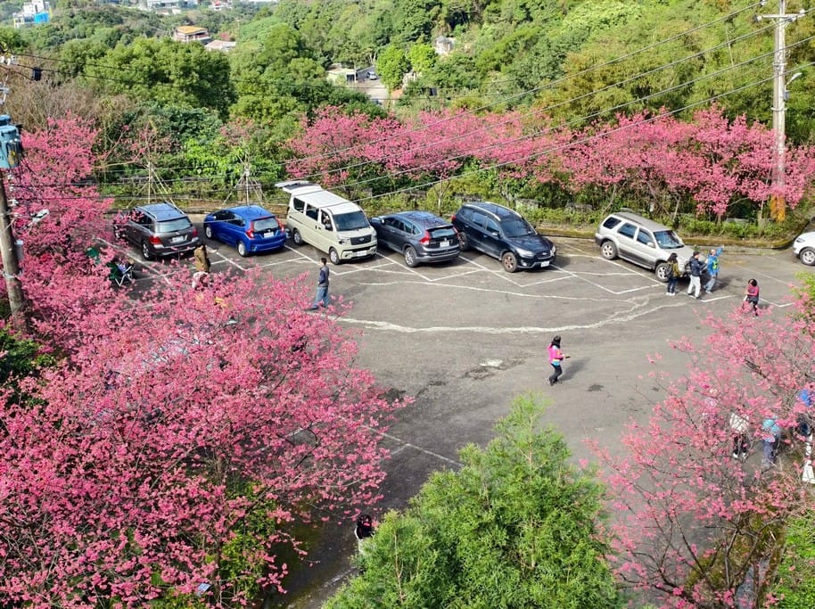 桃園龜山元德寶宮櫻花｜八重櫻盛開超美，居高臨下風景優美