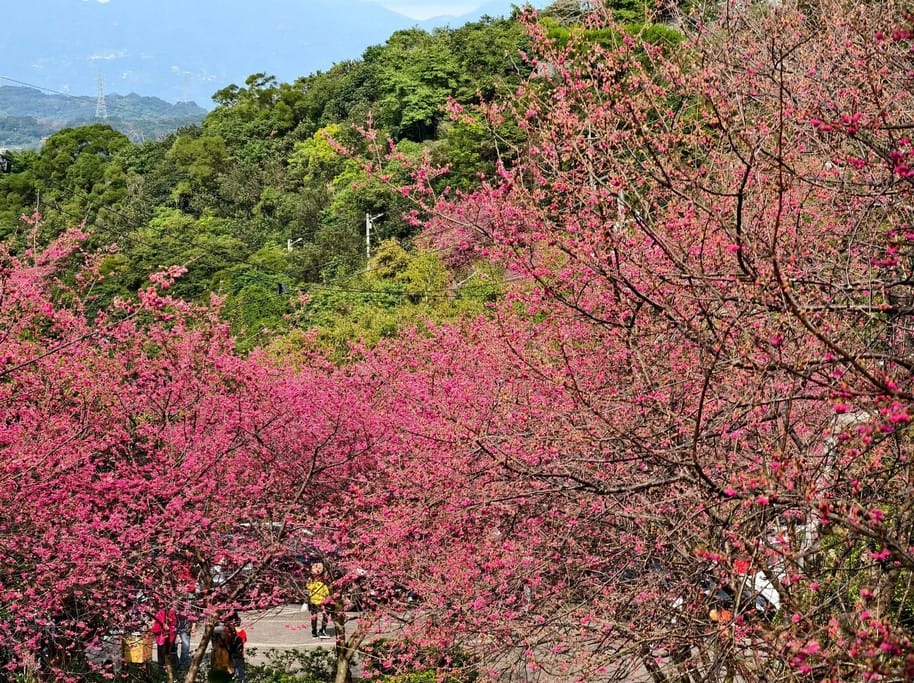 桃園龜山元德寶宮櫻花｜八重櫻盛開超美，居高臨下風景優美