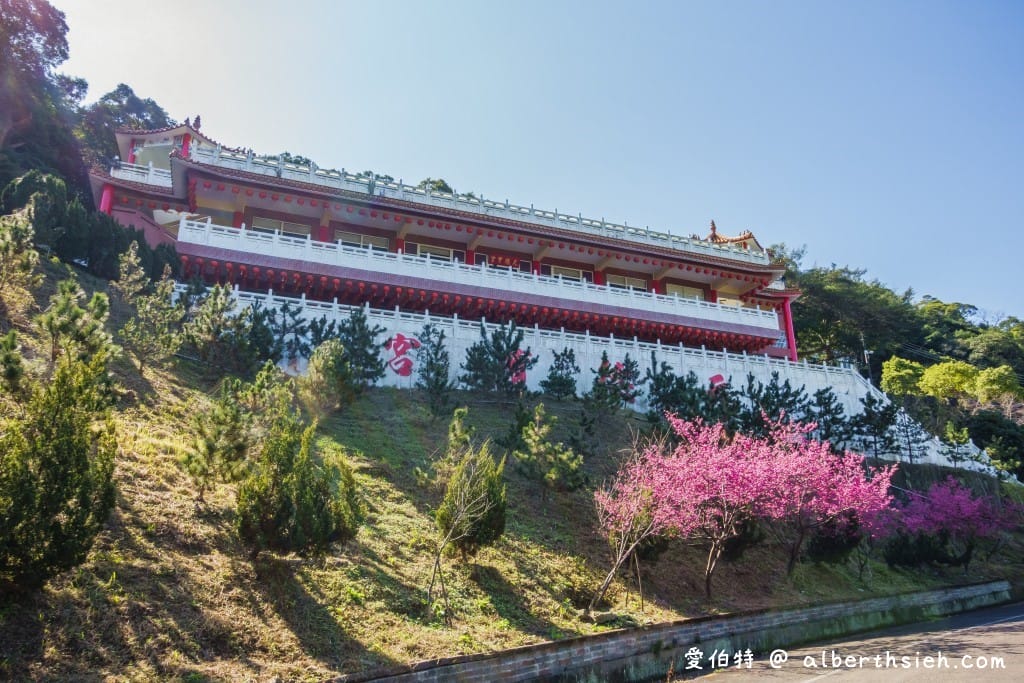 桃園龜山元德寶宮櫻花｜八重櫻盛開超美，居高臨下風景優美