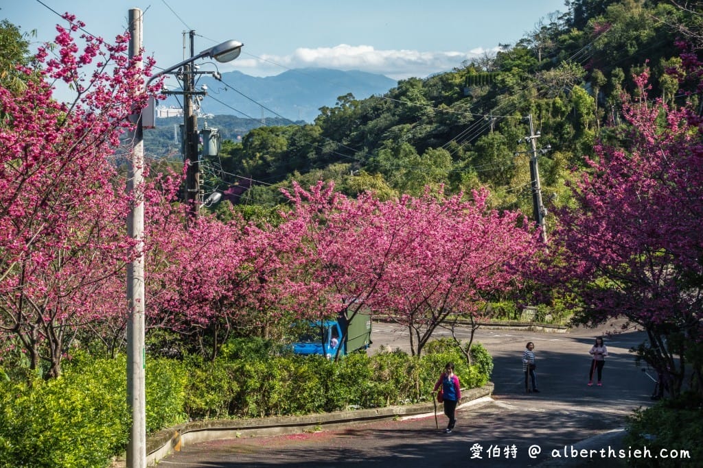 桃園龜山元德寶宮櫻花｜八重櫻盛開超美，居高臨下風景優美