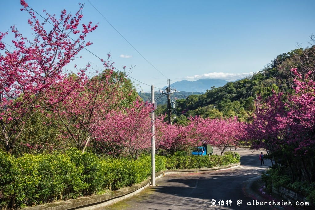 桃園龜山元德寶宮櫻花｜八重櫻盛開超美，居高臨下風景優美