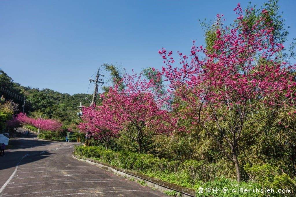 桃園龜山元德寶宮櫻花｜八重櫻盛開超美，居高臨下風景優美