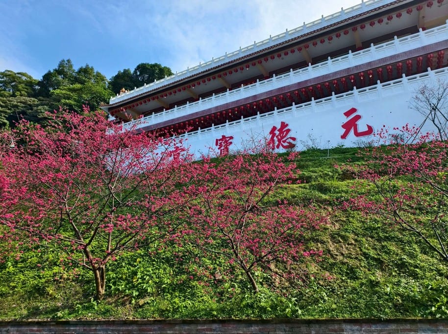 桃園龜山元德寶宮櫻花｜八重櫻盛開超美，居高臨下風景優美