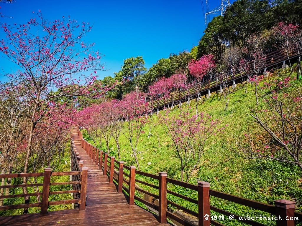 桃園龜山長庚養生村櫻花｜隱藏版櫻花木棧道八重櫻超美超好拍