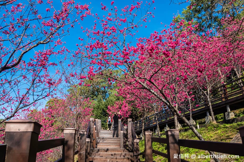 桃園龜山長庚養生村櫻花｜隱藏版櫻花木棧道八重櫻超美超好拍