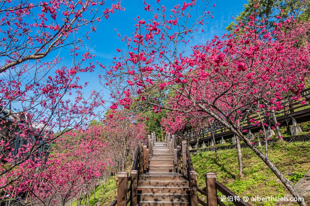 桃園龜山長庚養生村櫻花｜隱藏版櫻花木棧道八重櫻超美超好拍