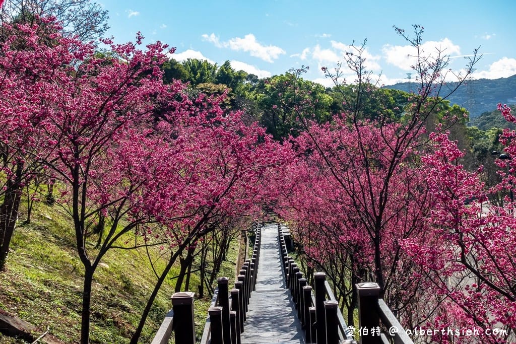 桃園龜山長庚養生村櫻花｜隱藏版櫻花木棧道八重櫻超美超好拍