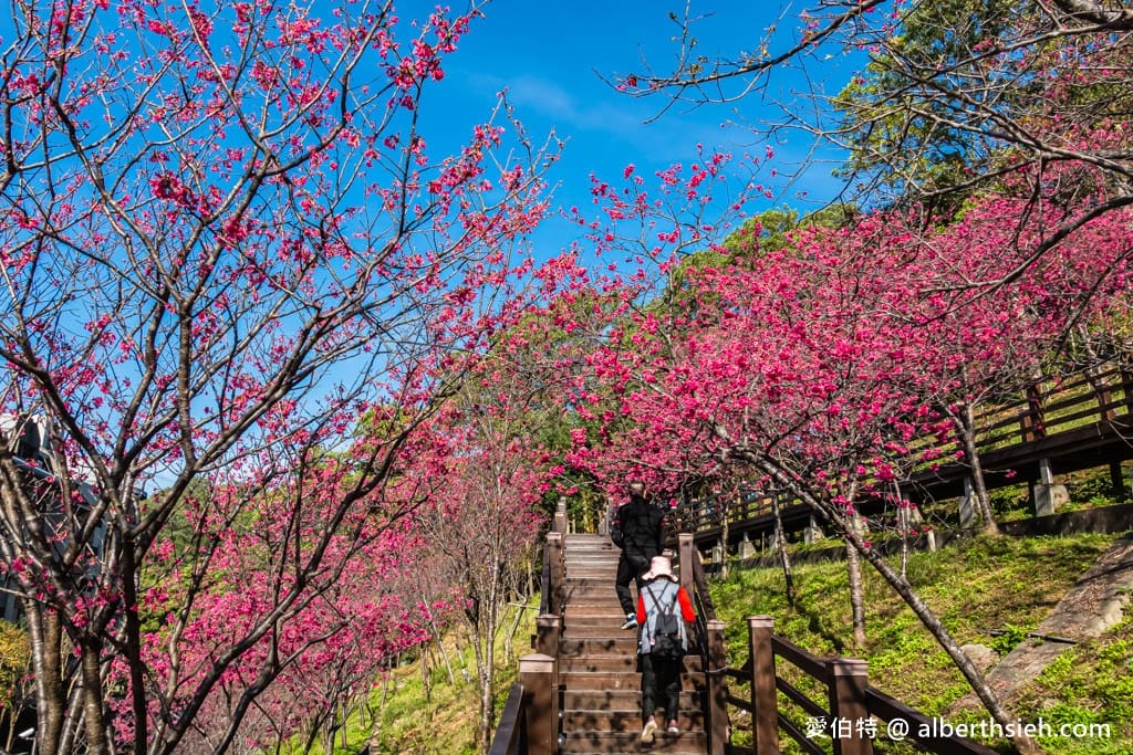 桃園龜山長庚養生村櫻花｜隱藏版櫻花木棧道八重櫻超美超好拍