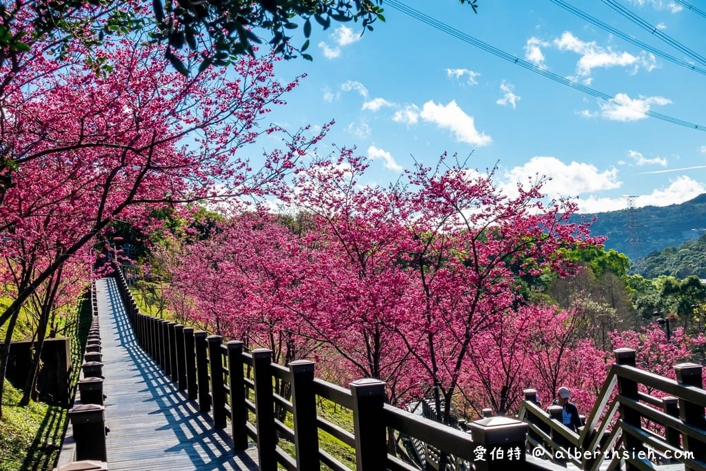 桃園龜山長庚養生村櫻花｜隱藏版櫻花木棧道八重櫻超美超好拍