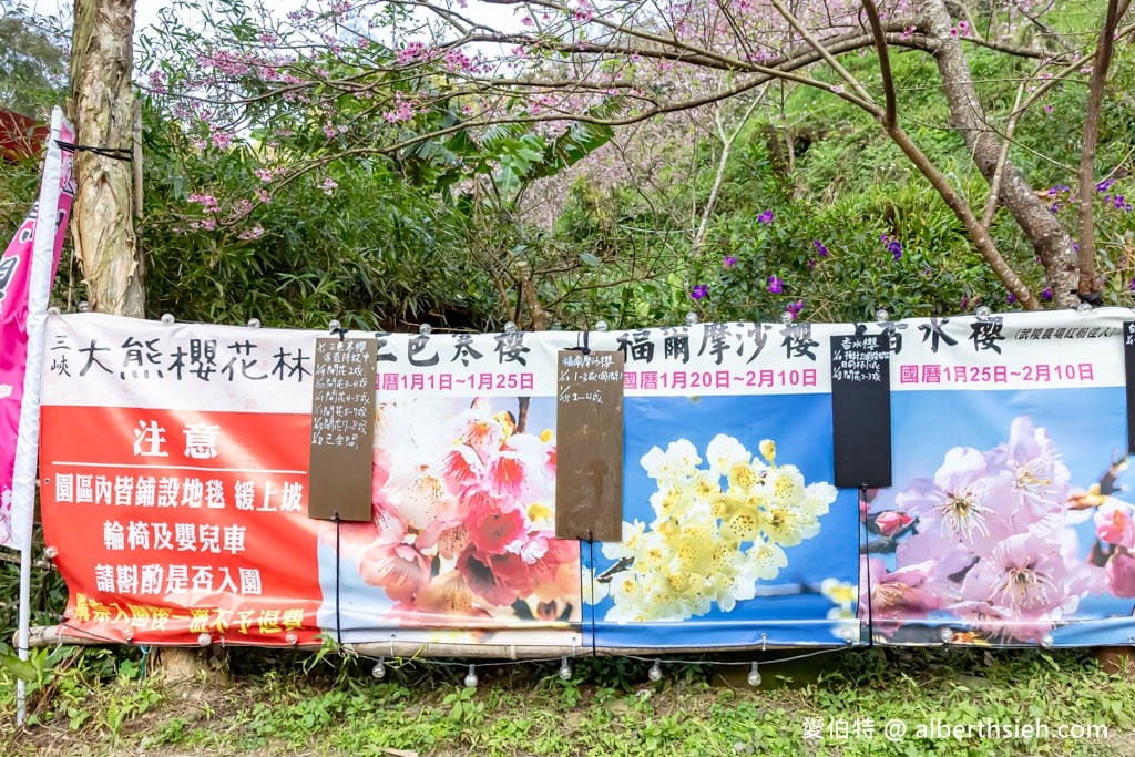 2025三峽大熊櫻花林｜花況，交通方式，門票費用