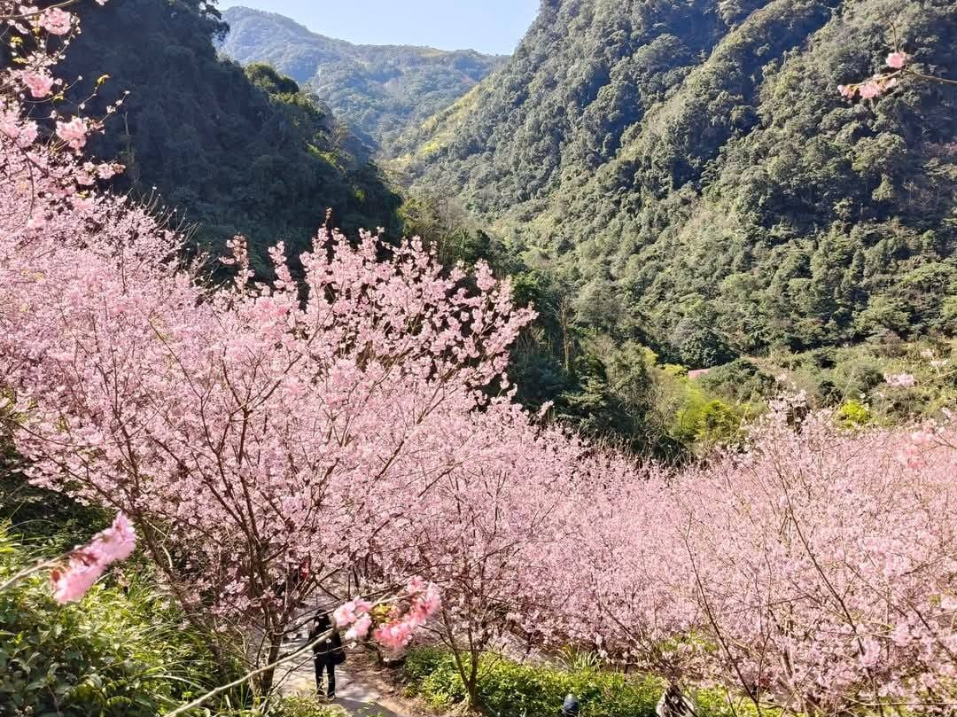 2025三峽大熊櫻花林｜花況，交通方式，門票費用