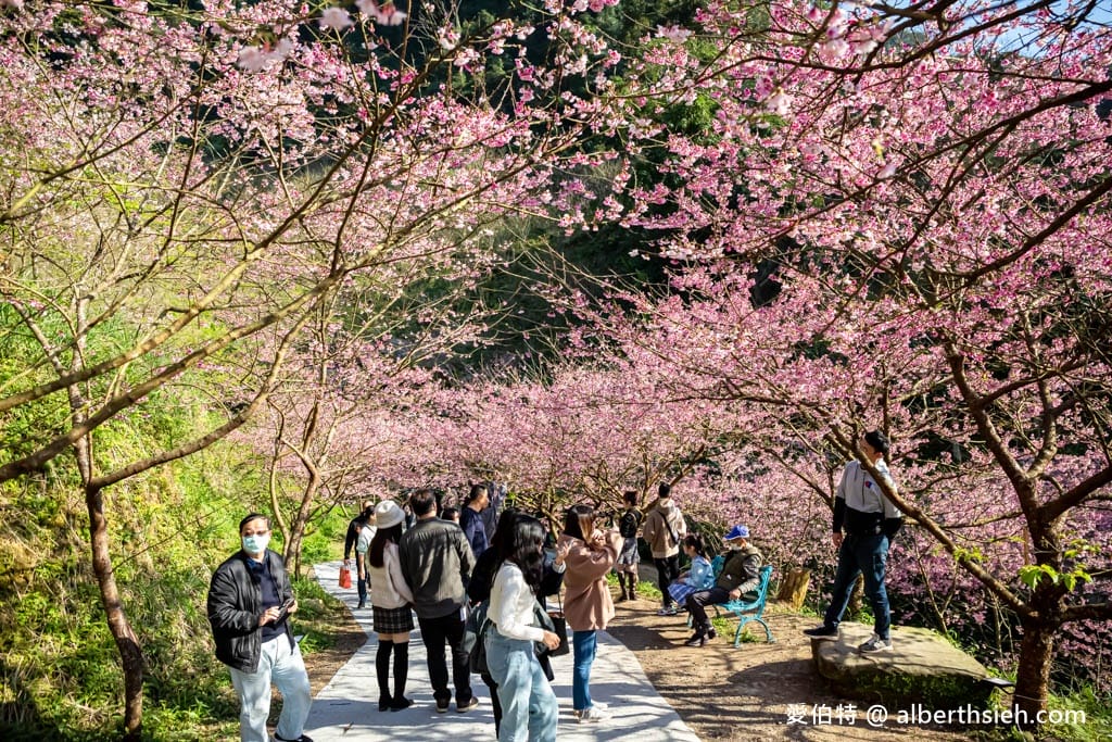 2025三峽大熊櫻花林｜花況，交通方式，門票費用