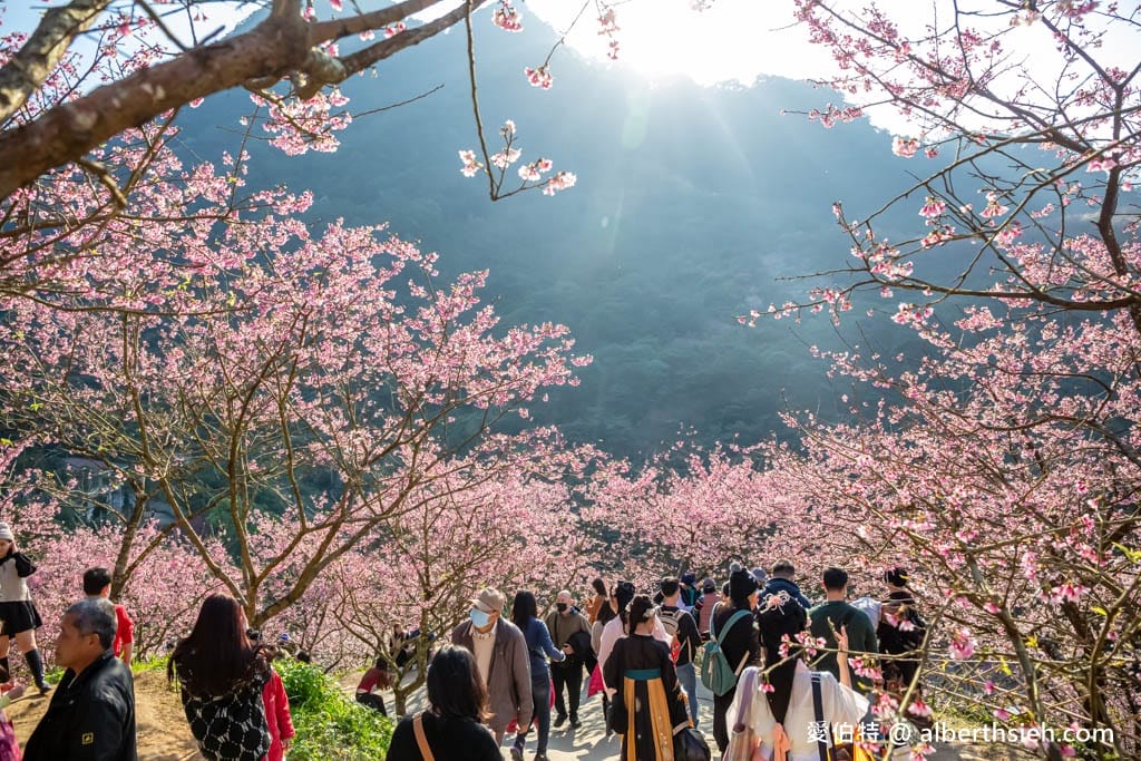 2025三峽大熊櫻花林｜花況，交通方式，門票費用– 愛伯特