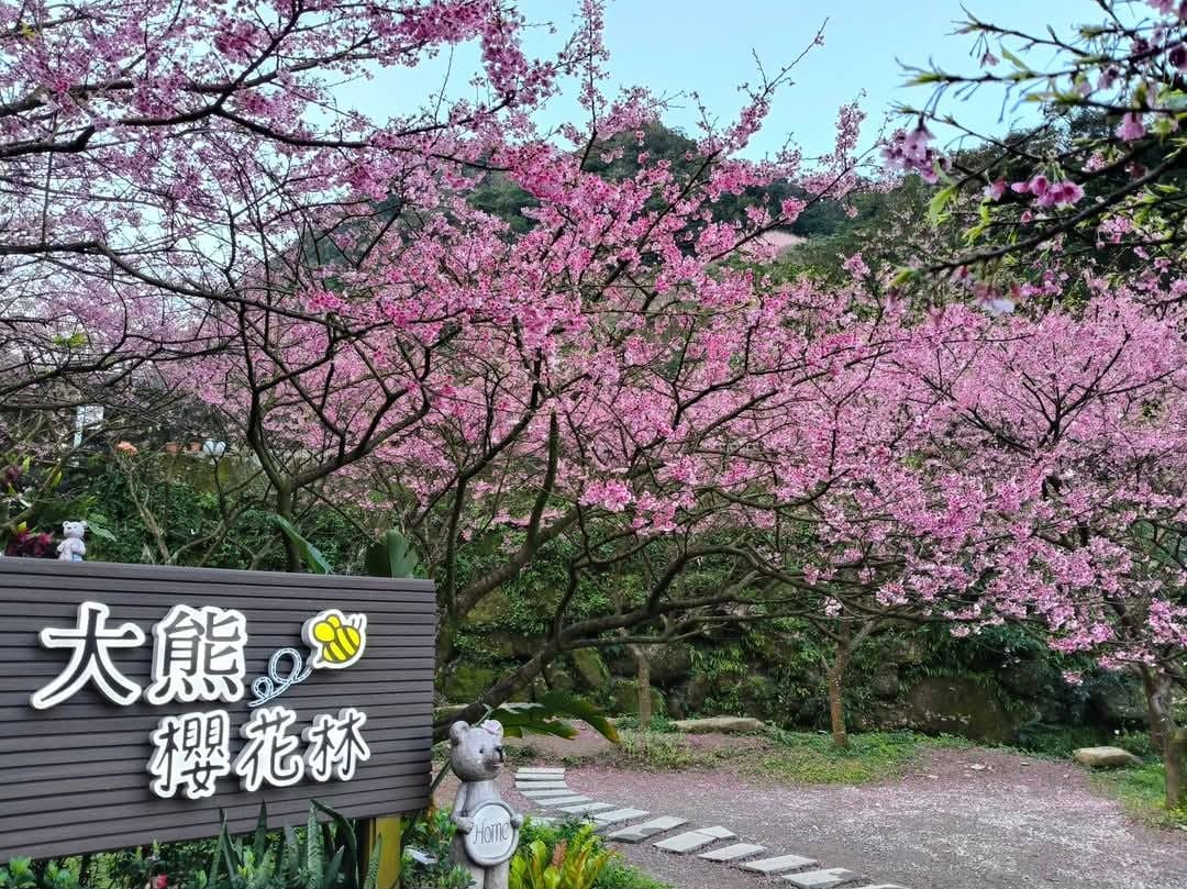2025三峽大熊櫻花林｜花況，交通方式，門票費用
