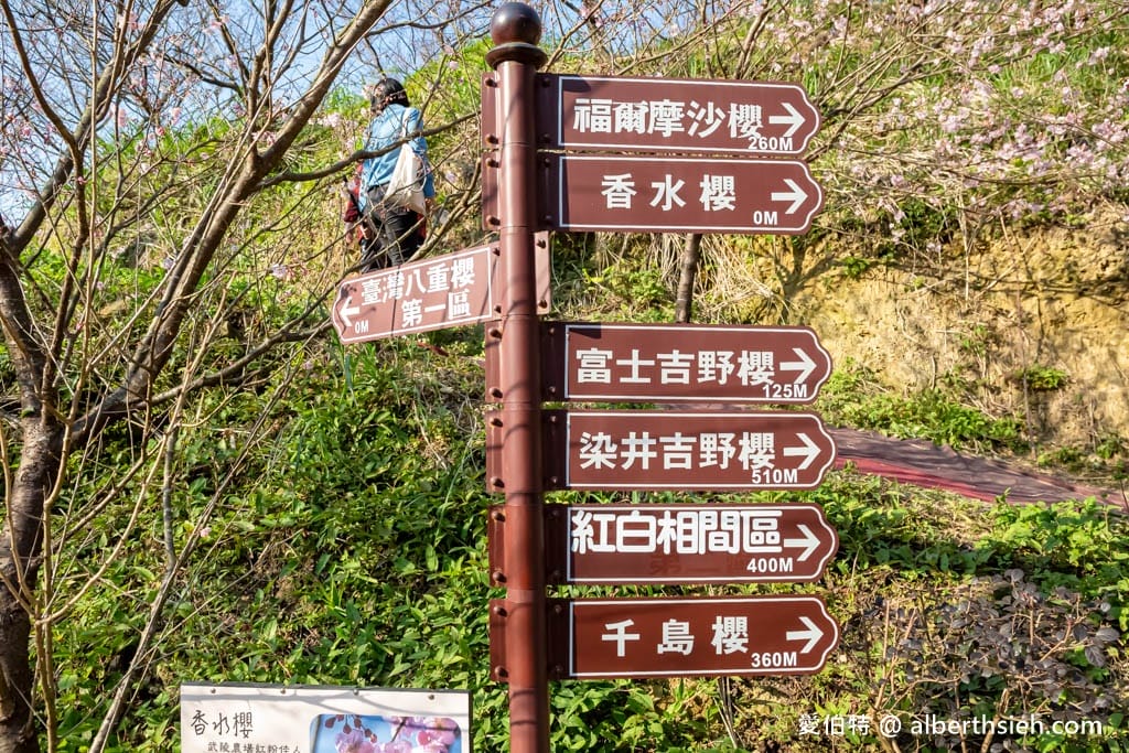 2025三峽大熊櫻花林｜花況，交通方式，門票費用