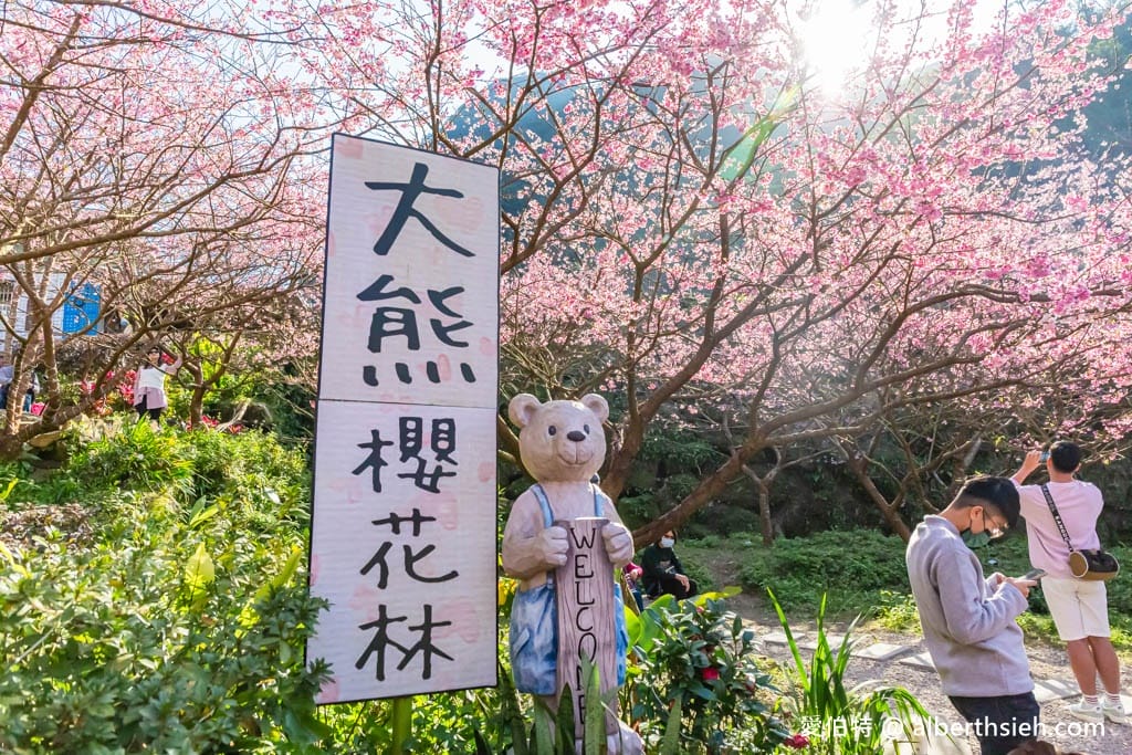 2025三峽大熊櫻花林｜花況，交通方式，門票費用